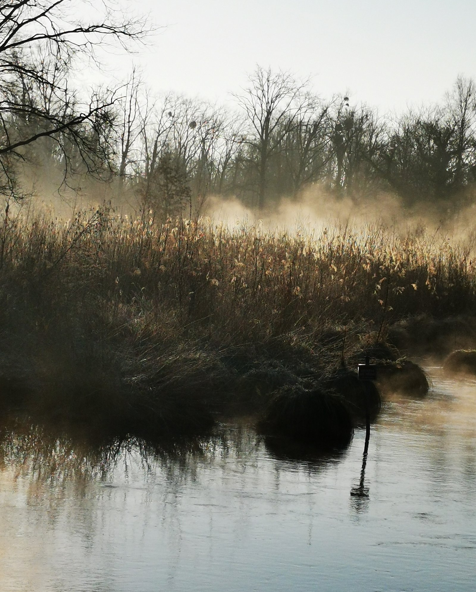 Récolte de sève de bouleau - Grand Ried Humide et Parc Naturel des Vosges